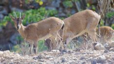 Isparta’da yaban hayvanları fotokapanlara takıldı