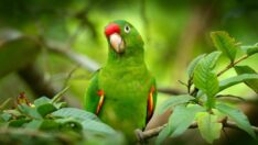 istanbul ve Ankara’da yeşil papağan uyarısı