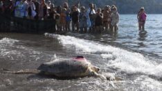 İztuzu’nda caretta caretta yavruları denizle buluştu