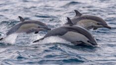 Karadeniz’de 700’den fazla yunus öldü