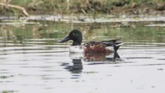 Kaşıkgaga ördeği Iğdır’da yemek molası verdi