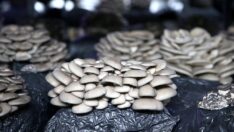 Kayserili kadınlar çadırda istiridye mantarı yetiştiriyor