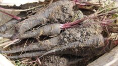 Kırıkhan siyah havucuna coğrafi işaret