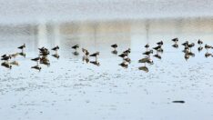 Kız kuşunun Iğdır’daki hareketliliği araştırılıyor