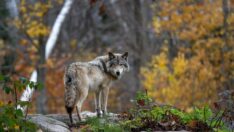 Kuduz tedavisi var mı, belirtileri neler? Kuduz hastalığı nasıl bulaşır?