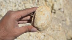 Mersin’de 35 milyon yıllık fosil bulundu