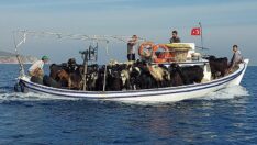 Mersin’de keçileri otlatmak için tekne ile Dana Adası’na götürdüler