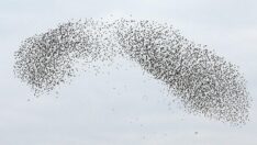 Muş semalarında sığırcıkların dansı