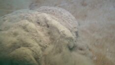 Müsilaj Marmara’nın dibinde duruyor