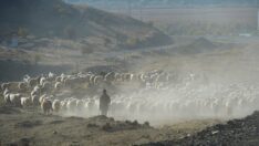 Muş’un yaylalarından Şanlıurfa’ya dönen göçerler yolu yarıladı