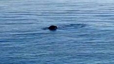 Nesli tükenmekte olan Akdeniz fokları Konyaaltı sahilini ziyaret etti