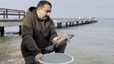 Oltaya domuz köpekbalığı takıldı