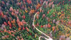 Örümcek Ormanları’nda sonbaharda renk cümbüşü