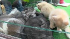 Pet hayvanları için süre doluyor