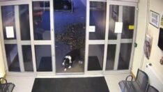 Sahibini kaybeden akıllı köpek polise gitti