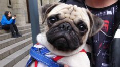 Sahipli köpeklerle ilgili dikkat çeken karar