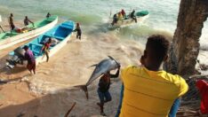 Sandalla her gün köpek balığı avlıyorlar