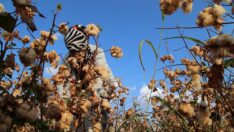 Şanlıurfa’da renkli pamuk dönemi