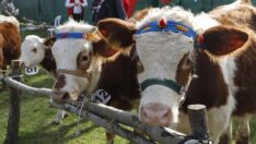 Şile’de buzağı güzellik yarışması