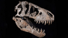 Şimdiye kadar bulunan en eksiksiz dinozor kafatası satışa çıkıyor… 20 milyon dolar bekleniyor