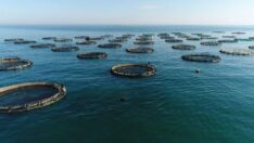 Su ürünleri desteği için son başvuru tarihi 23 Aralık