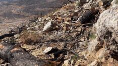 Tarihi kervan yolu tahrip edildi