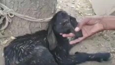 Tek gözlü ‘mutant’ keçi şaşkınlık yarattı