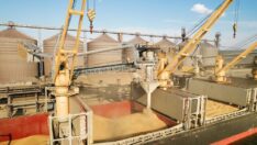 TMO 50 bin tonluk buğday ithalatı gerçekleştirdi