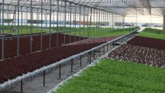 Topraksız tarımla 21 dönümde 210 dönüme denk ürün yetiştiriyor