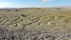 Van Gölü havzasında kuşların yaşam alanı daraldı