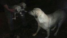 Yavrularının kurtarılmasını bekleyen anne köpek…
