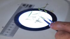 Yeni bitki türü keşfedildi! Bilim dünyasından yöre halkına uyarı