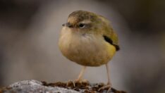 Yeni Zelanda’da 2022 yılının kuşu belirlendi