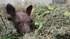 Yetim yavru ayı kurtarılmaya çalışıyor