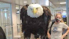 Yırtıcı kel kartal, havalimanında paniğe yol açtı