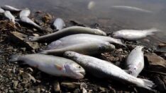 Zernek Baraj Gölü’nün üzeri ölü balıklarla doldu