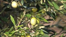 Zeytinde rekora rağmen ucuzluk zor