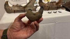 ABD’nin Mississippi Nehri’nde buzul çağına ait iki nadir fosil keşfedildi