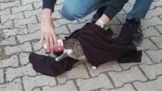 Başına mama kabı sıkışan kedi kurtarıldı