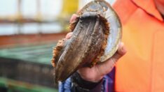 Çin’de denizkulağı yetiştiriciliği gelişiyor