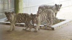 Dördüz beyaz kaplan yavruları sağlıklı büyüyor