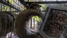 Dünyanın en pahalı kahvesi, Misk kedisinin dışkısından