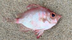 Ender rastlanan balığın kıyıya vurması görenleri şaşırttı