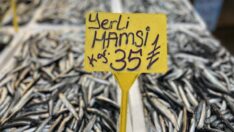 Hamsi tezgahlarda yerini aldı