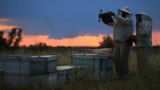 Hayatını bala adadı