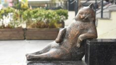 Kadıköy’ün kedisi Tombili yuvasına döndü