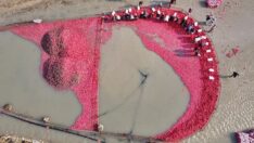 Kadirli turpunda hasat zamanı