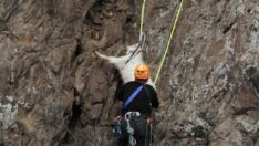 Kayalıklarda keçi operasyonu