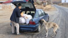 Kedi ve köpeklerin Bekir Amcası