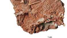 Kertenkelelerin 35 milyon yaşındaki atası dolaptan çıktı